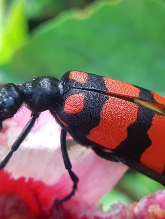 blister beetle