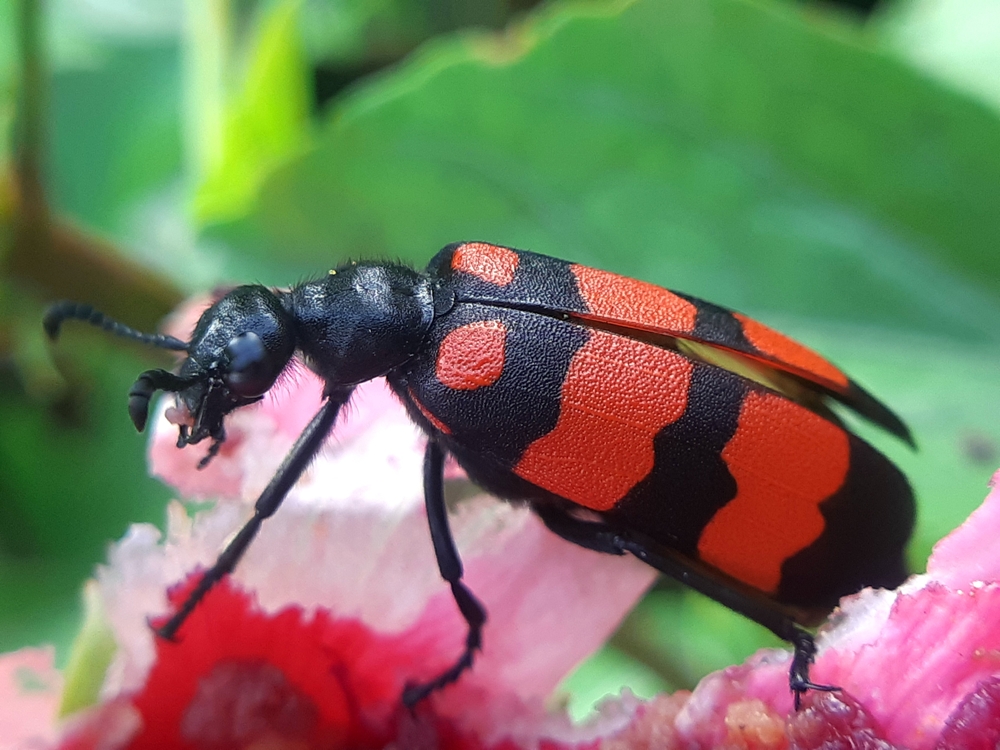 blister beetle