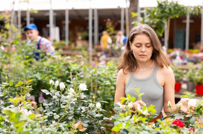 The $5 Plant at the Clearance Rack Could Be a Bargain — Or Bring Home a Pest Problem