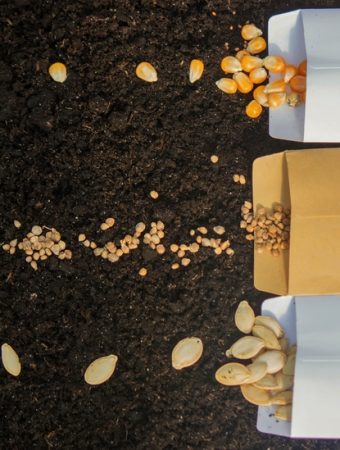 A $3 Packet of Seeds Can Turn Into a $100 Mistake If You Buy the Wrong Kind Online
