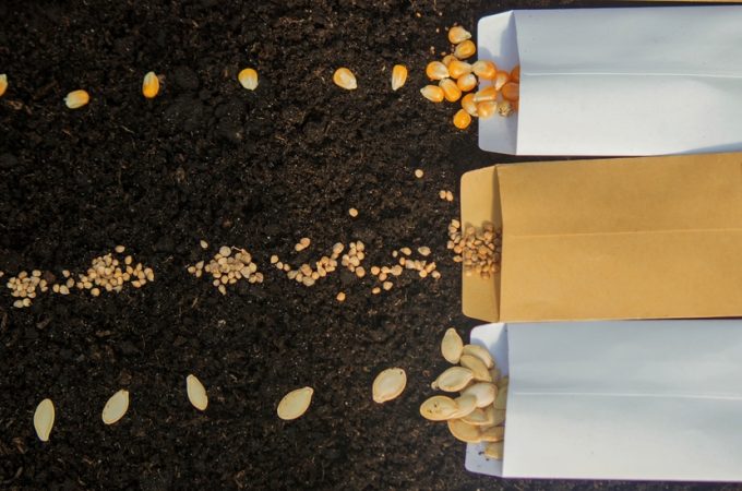 A $3 Packet of Seeds Can Turn Into a $100 Mistake If You Buy the Wrong Kind Online