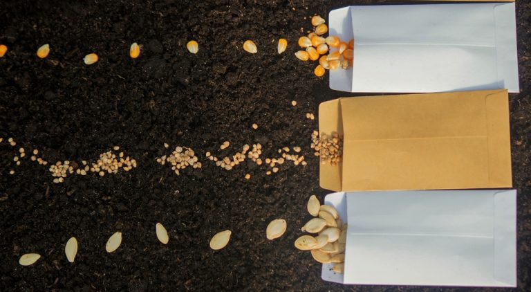 A $3 Packet of Seeds Can Turn Into a $100 Mistake If You Buy the Wrong Kind Online