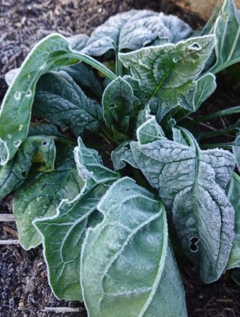 8 Cool-Season Crops That Can Save You Money on Groceries This Fall