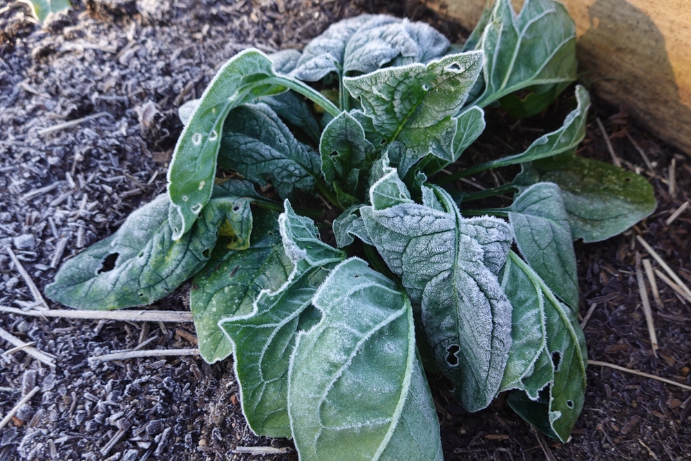 8 Cool-Season Crops That Can Save You Money on Groceries This Fall