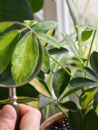 houseplant pest inspection