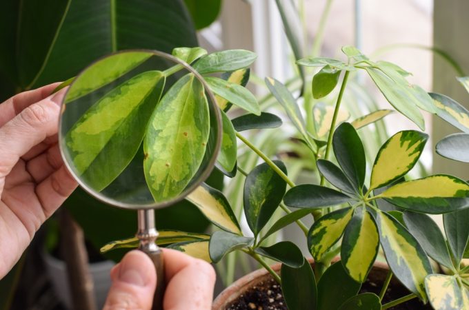 houseplant pest inspection