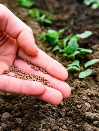 The Cheapest Vegetable to Grow Isn’t Always the One With the Cheapest Seeds
