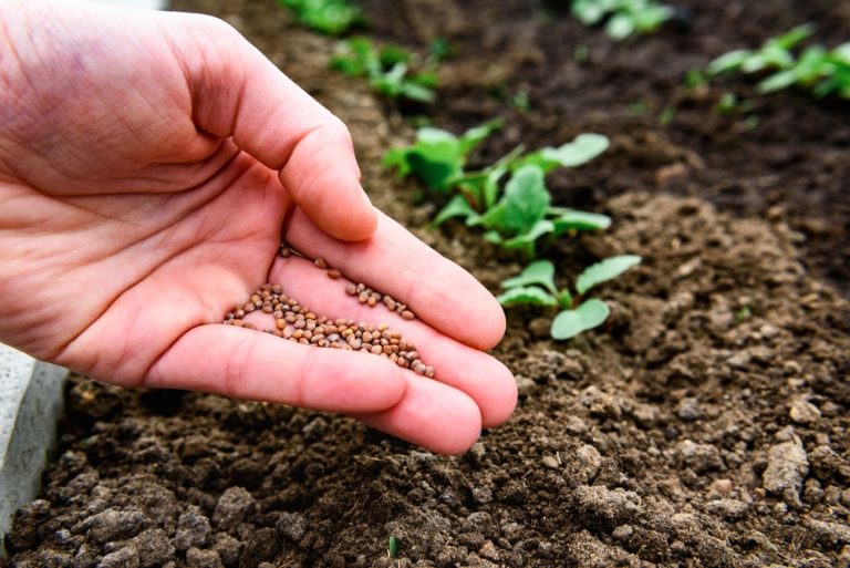 The Cheapest Vegetable to Grow Isn’t Always the One With the Cheapest Seeds