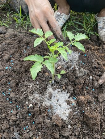 Should You Fertilize Before Winter? Some Plants Are Better Left Alone