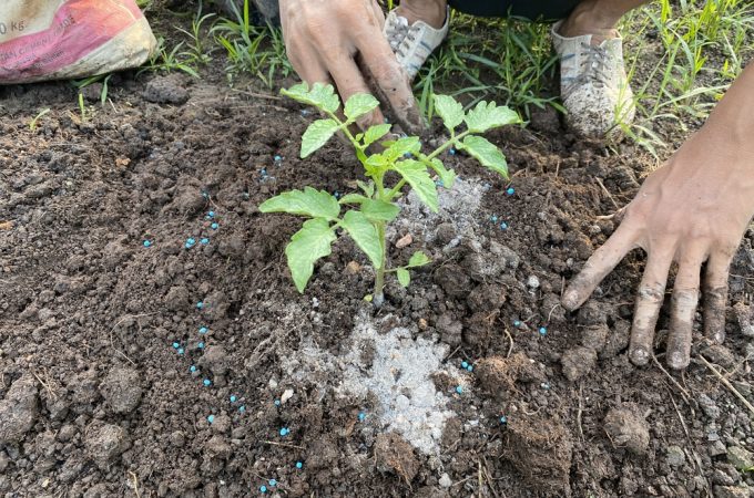 Should You Fertilize Before Winter? Some Plants Are Better Left Alone