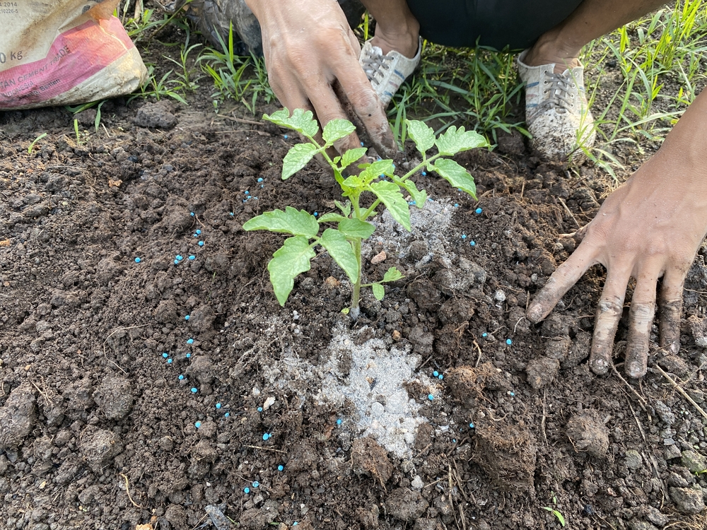 Should You Fertilize Before Winter? Some Plants Are Better Left Alone