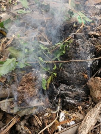 plants you should never burn