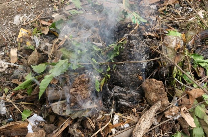 plants you should never burn