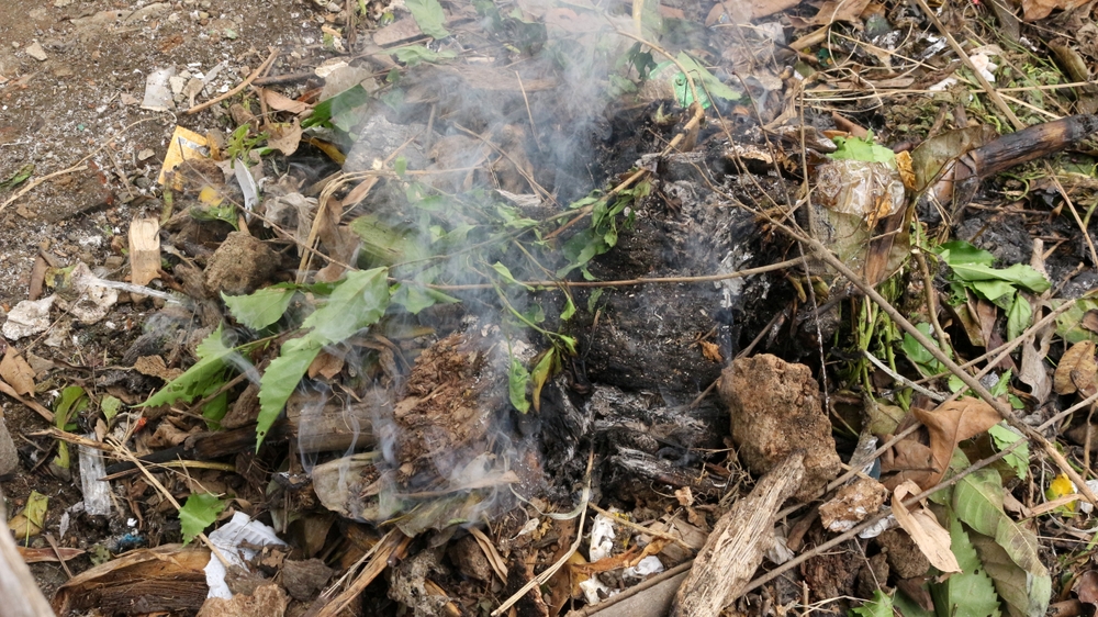 plants you should never burn