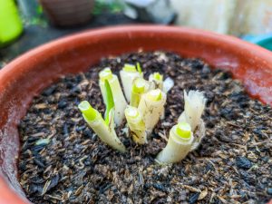 regrowing green onions