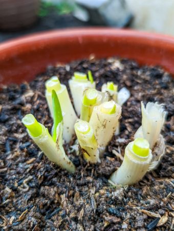 regrowing green onions