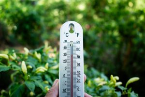 8 Ways to Protect Your Garden From Heat Without Running Up the Water Bill