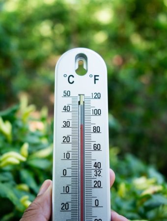 8 Ways to Protect Your Garden From Heat Without Running Up the Water Bill