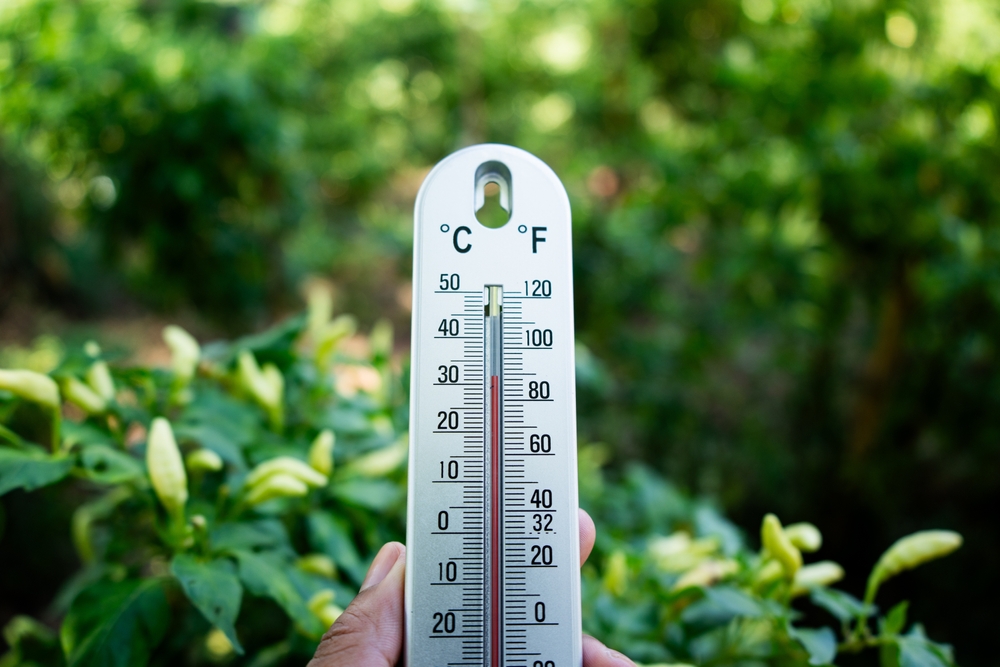 8 Ways to Protect Your Garden From Heat Without Running Up the Water Bill