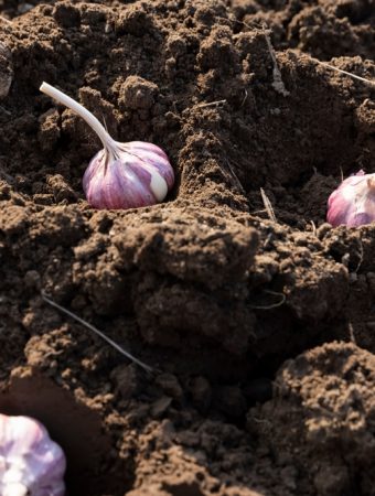 Garlic Goes in the Ground This Fall, But Timing It Wrong Can Ruin Next Year’s Harvest