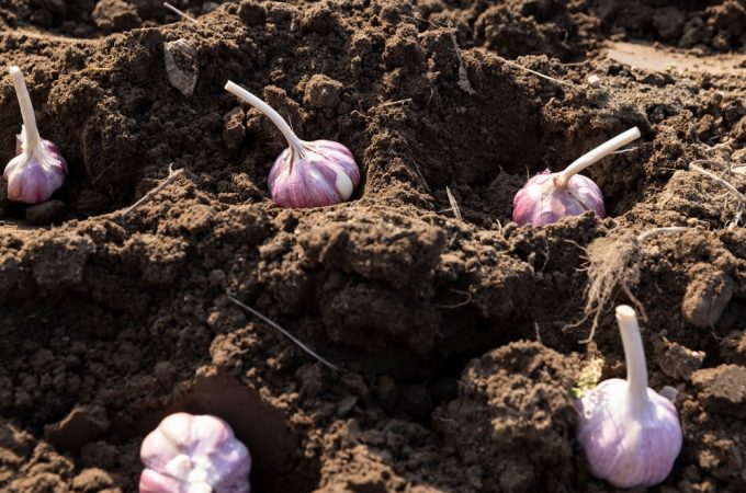 Garlic Goes in the Ground This Fall, But Timing It Wrong Can Ruin Next Year’s Harvest