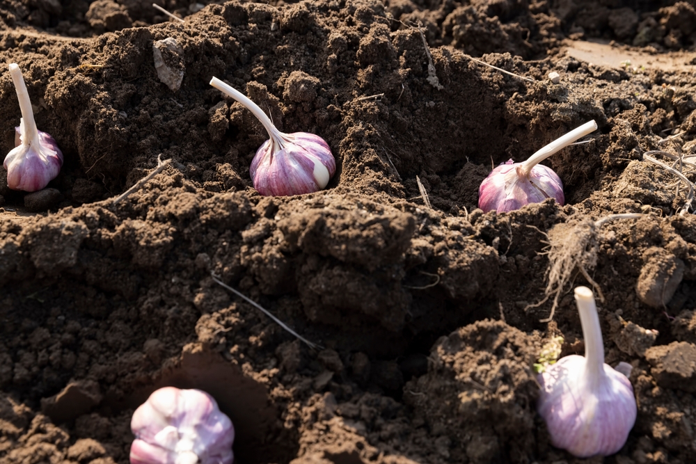 Garlic Goes in the Ground This Fall, But Timing It Wrong Can Ruin Next Year’s Harvest