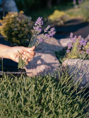 free plants