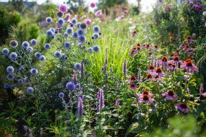 Before Spending $200 on Fall Plants, See What You Can Divide for Free