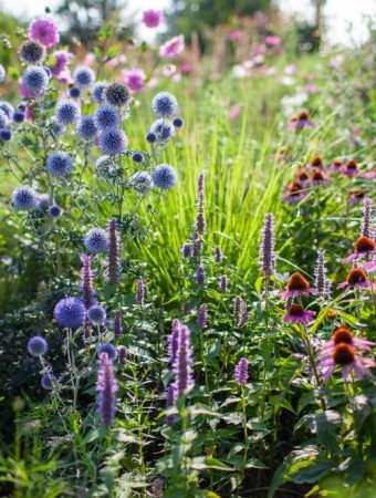 Before Spending $200 on Fall Plants, See What You Can Divide for Free