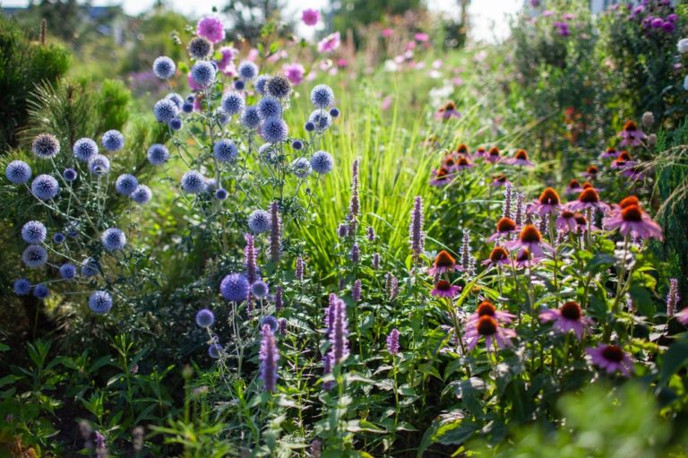 Before Spending $200 on Fall Plants, See What You Can Divide for Free