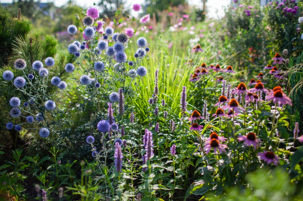 Before Spending $200 on Fall Plants, See What You Can Divide for Free