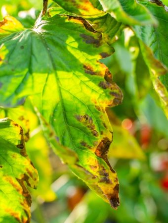 tomato blight