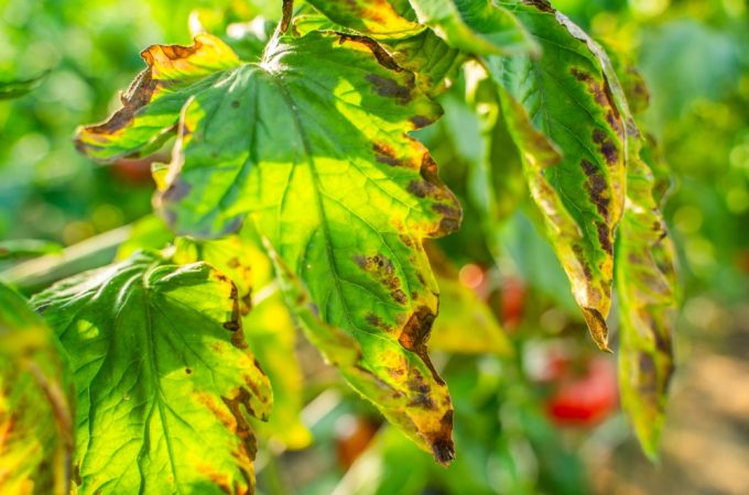 tomato blight