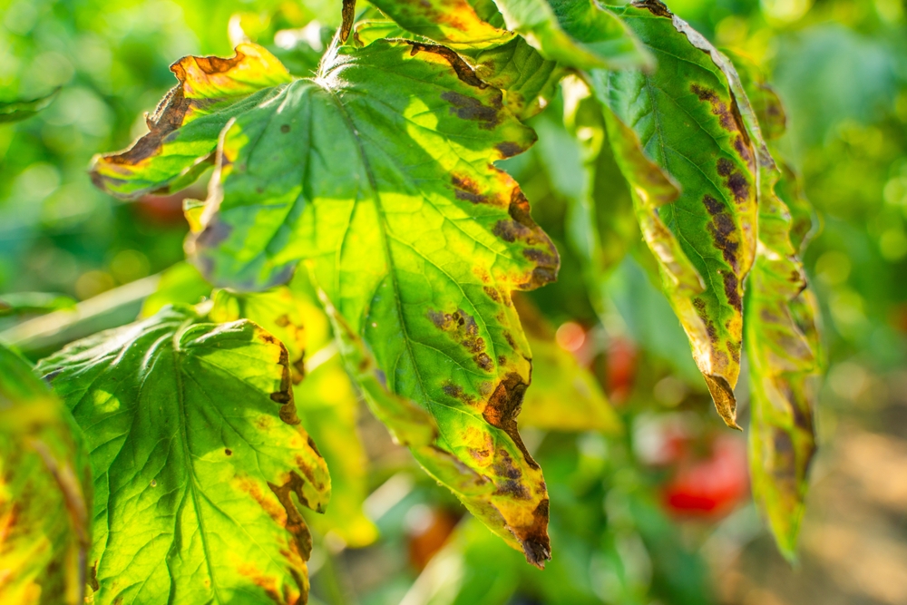 tomato blight