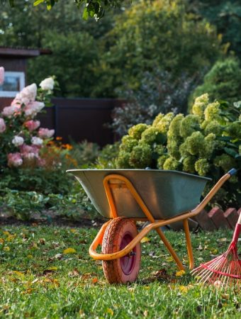 September Is One of the Best Times to Get Free Plants From the Ones You Already Own