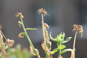 leaving dead flower stems