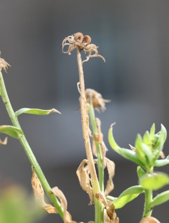 leaving dead flower stems