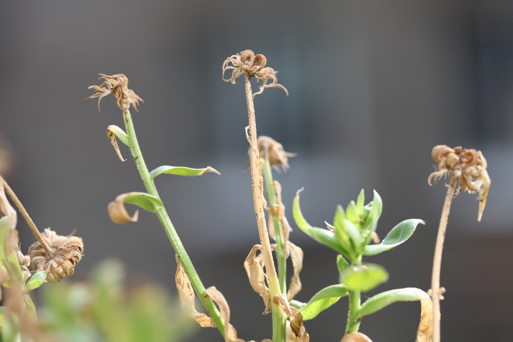 leaving dead flower stems