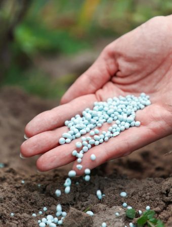 The Garden Center Wants You to Fertilize Before Winter — Your Plants May Not Need It