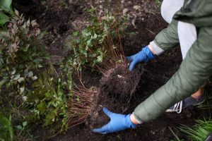 10 Plants You Should Divide in Fall Instead of Buying New Ones Next Year