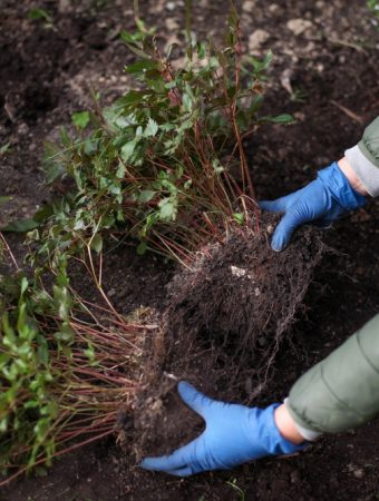 10 Plants You Should Divide in Fall Instead of Buying New Ones Next Year
