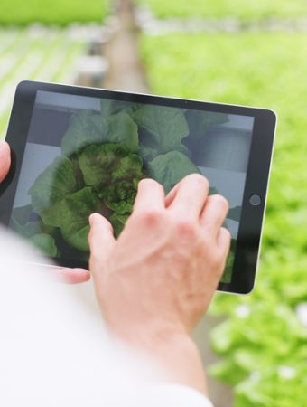 online plant pest inspection
