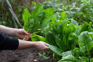 Is It Too Late to Plant Vegetables in September? Not in Many Parts of the Country
