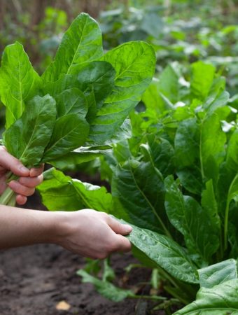 Is It Too Late to Plant Vegetables in September? Not in Many Parts of the Country
