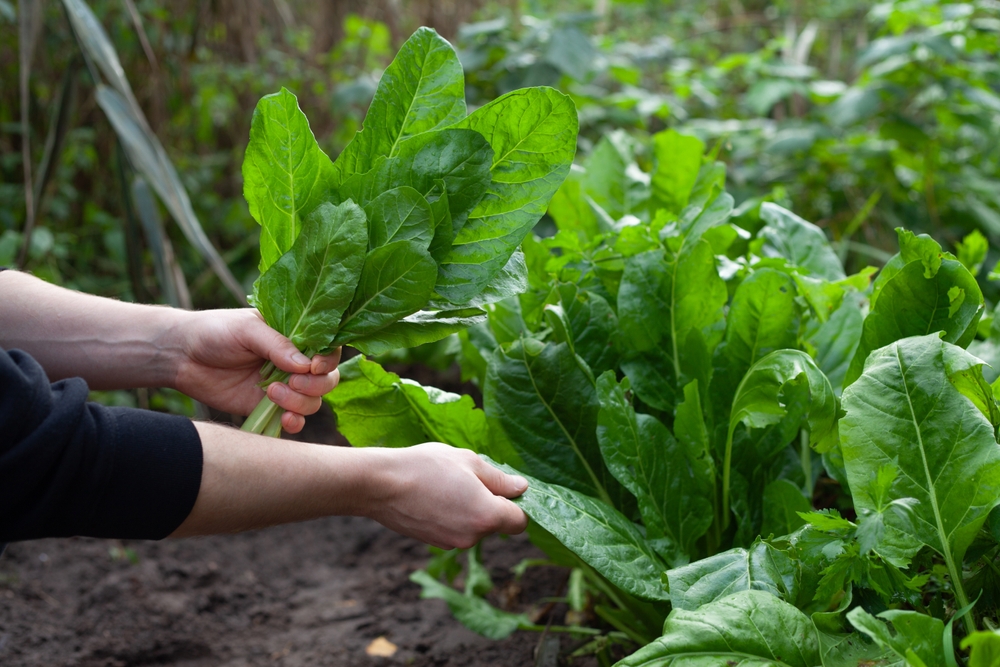 Is It Too Late to Plant Vegetables in September? Not in Many Parts of the Country