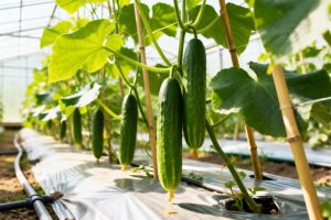10 Vegetables You Can Grow From Seed for Far Less Than Store-Bought Produce