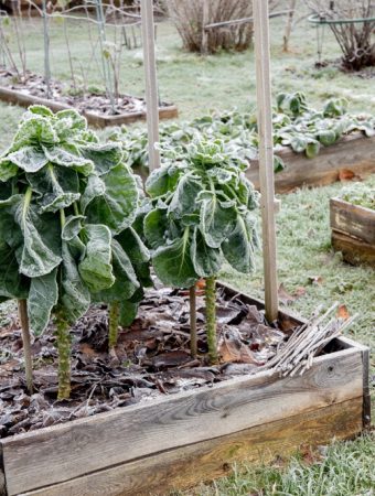 winterizing raised garden beds