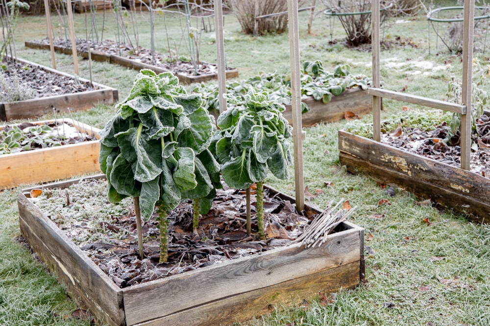 winterizing raised garden beds