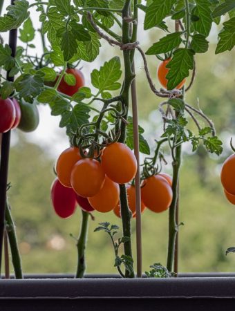 9 Vegetables That Give You the Most Food for the Least Garden Space