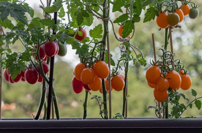 9 Vegetables That Give You the Most Food for the Least Garden Space